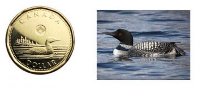 loonie-and-loon